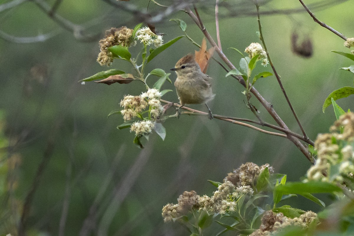 Brown-capped Tit-Spinetail - ML610225251