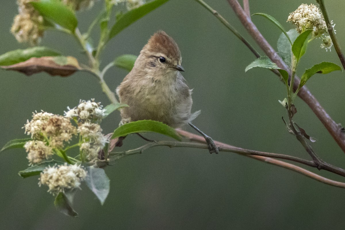 Brown-capped Tit-Spinetail - ML610225252