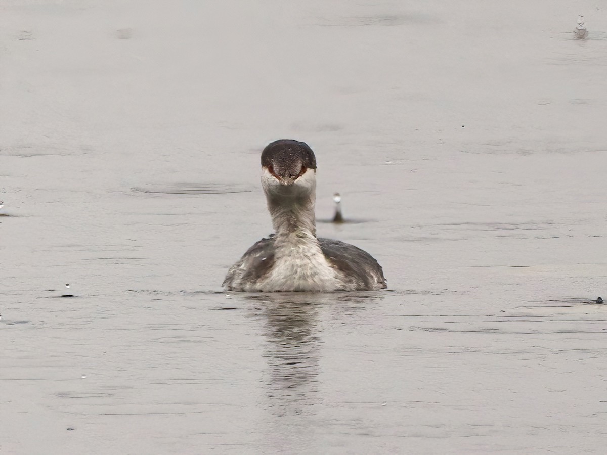 Horned Grebe - Eric Patry