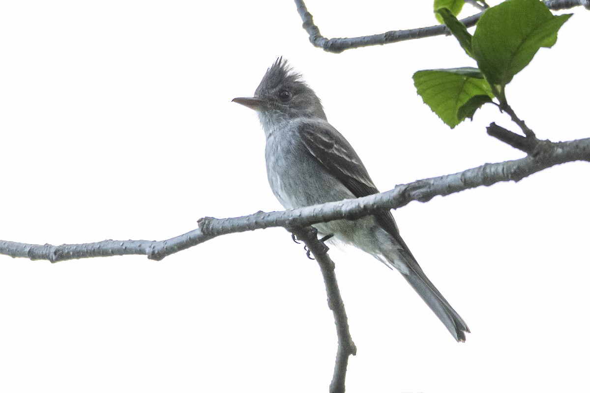 Smoke-colored Pewee - ADRIAN GRILLI