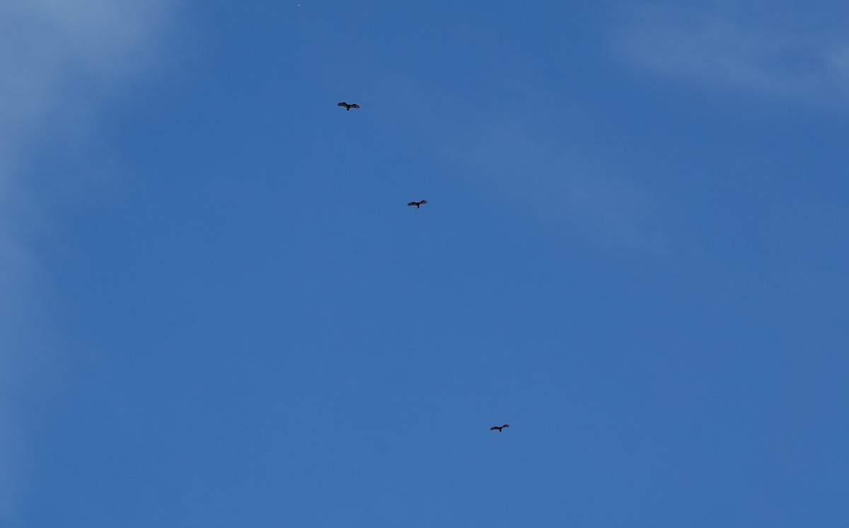 Turkey Vulture - ML610225300