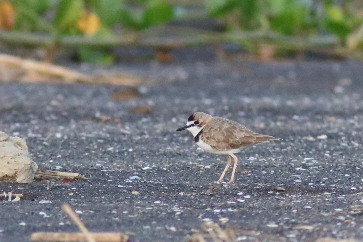 Collared Plover - ML610225308