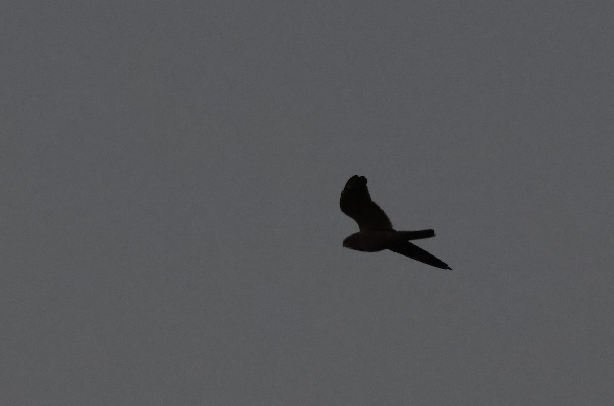 Lesser Nighthawk - ML610225318