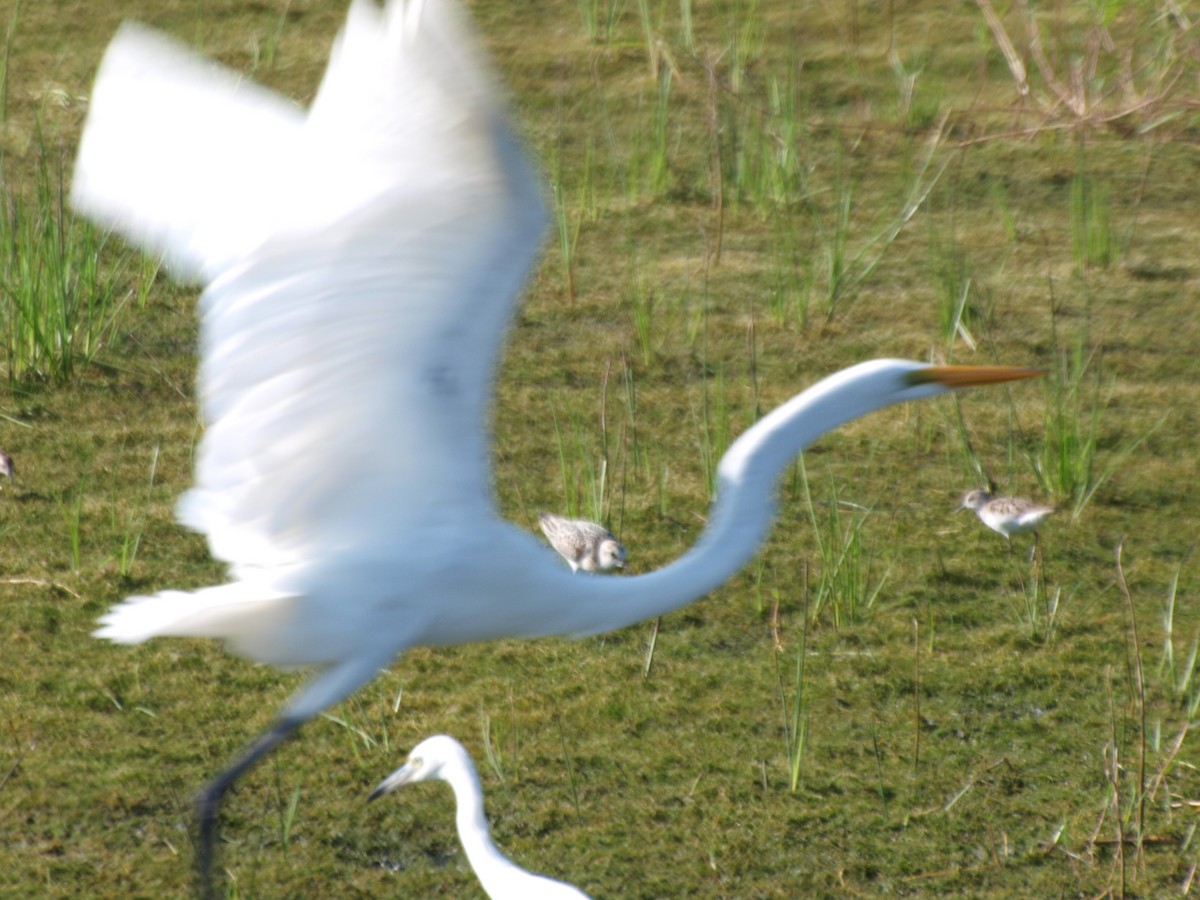 Great Egret - ML610225324