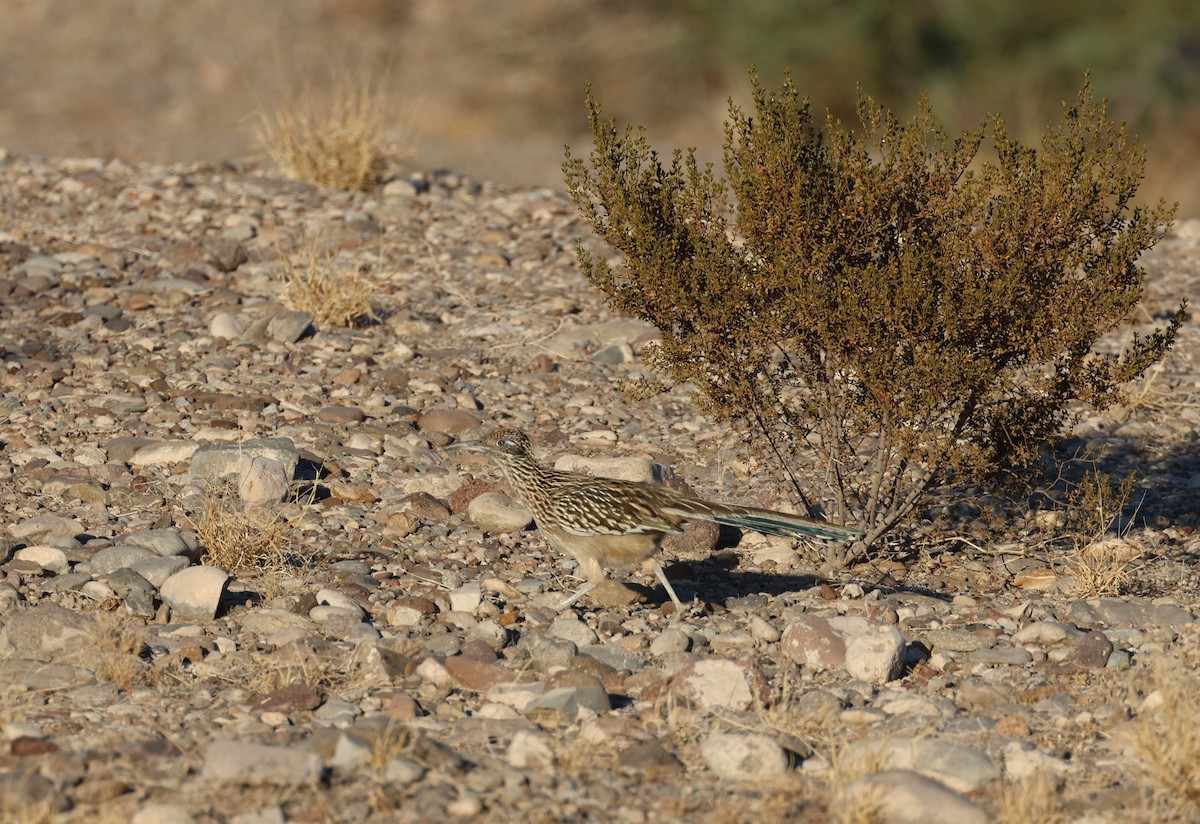 Greater Roadrunner - ML610225331