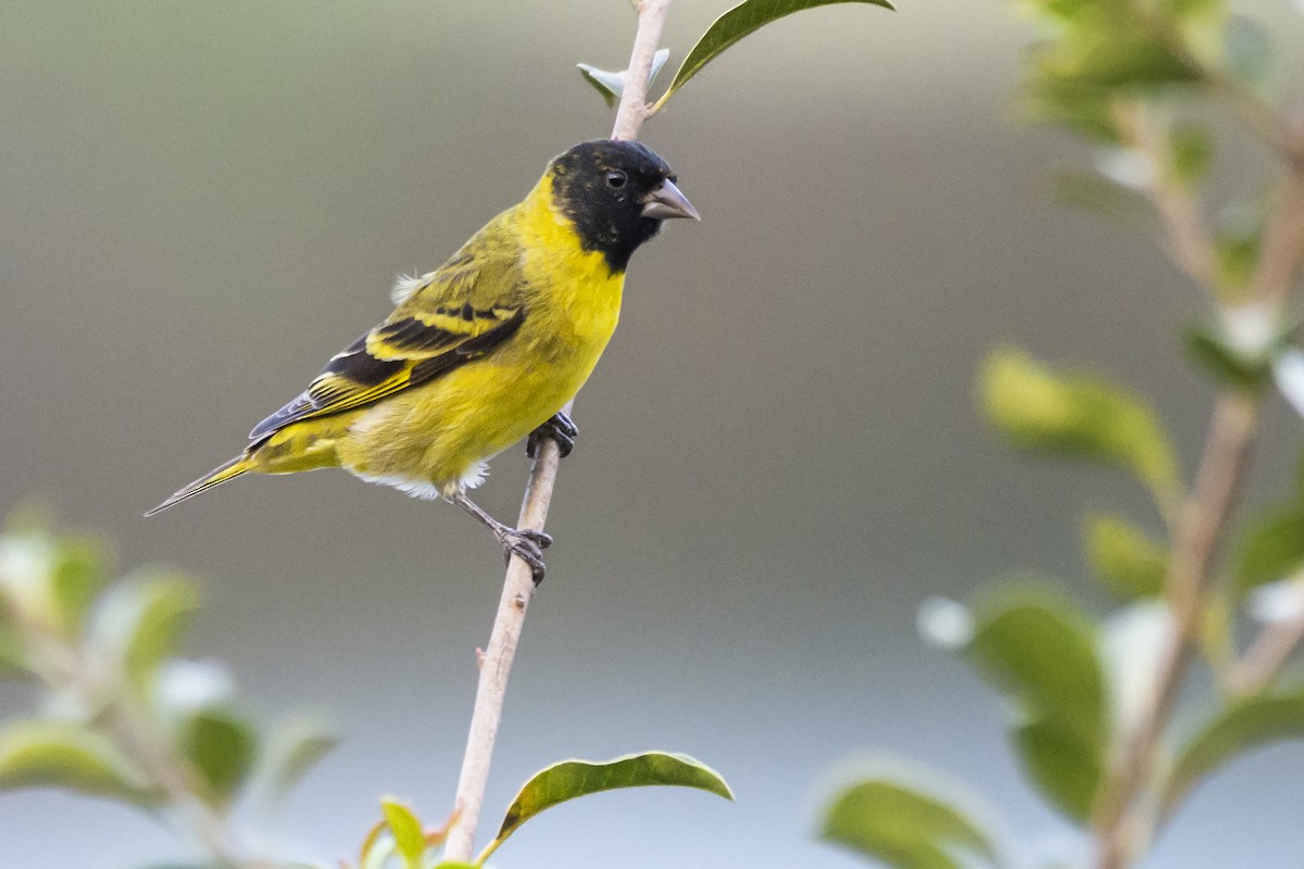 Hooded Siskin - ADRIAN GRILLI