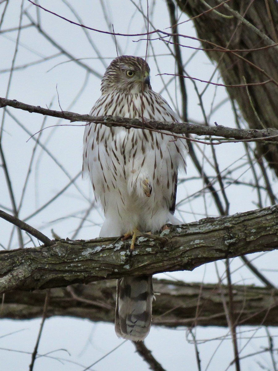 Cooper's Hawk - ML610225358