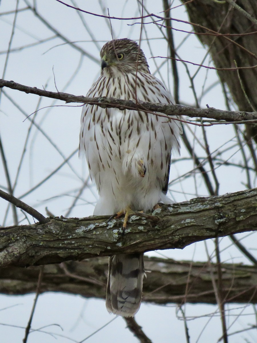 Cooper's Hawk - ML610225360