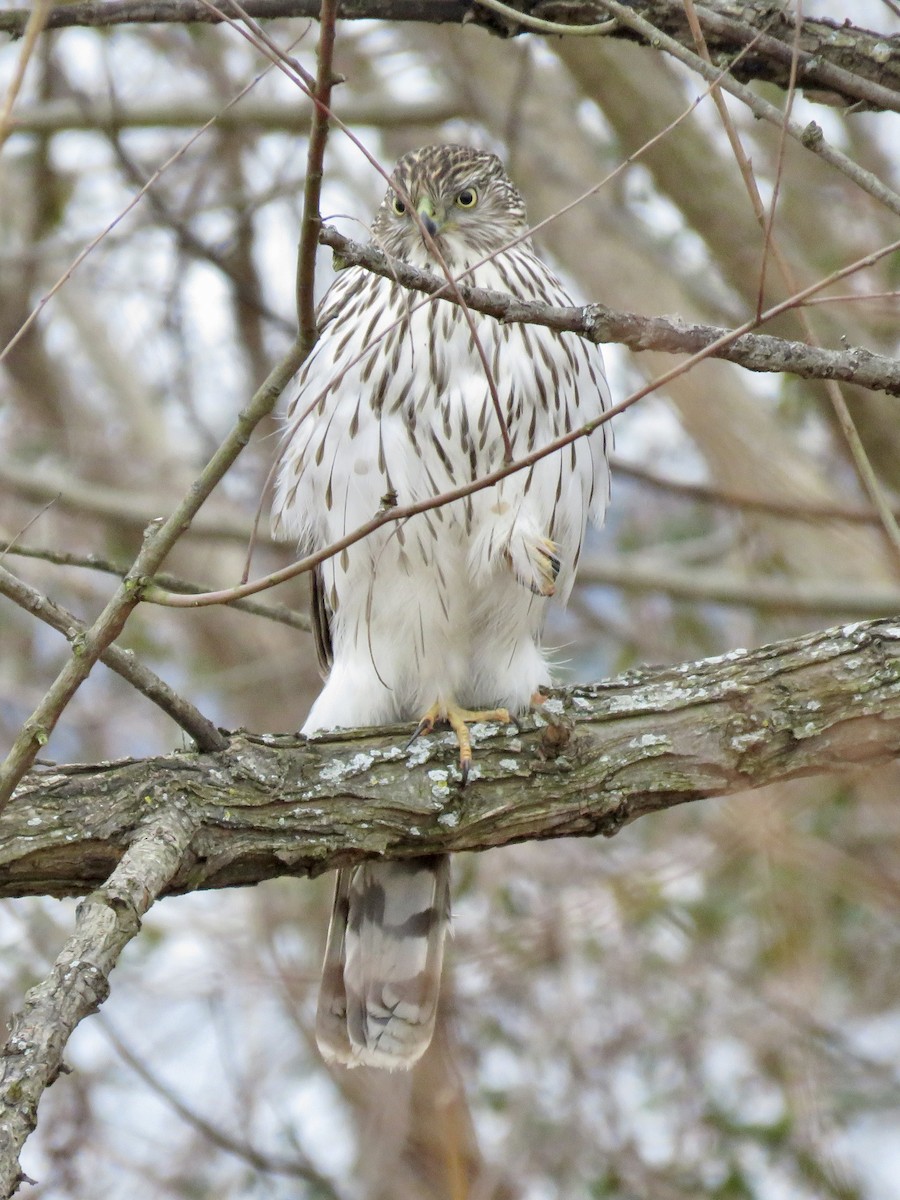 Cooper's Hawk - ML610225363