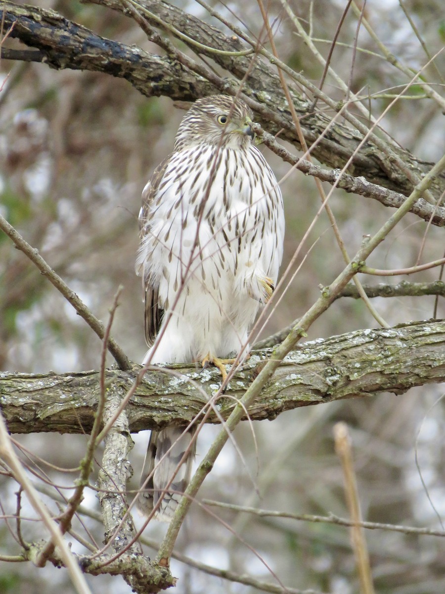 Cooper's Hawk - ML610225367