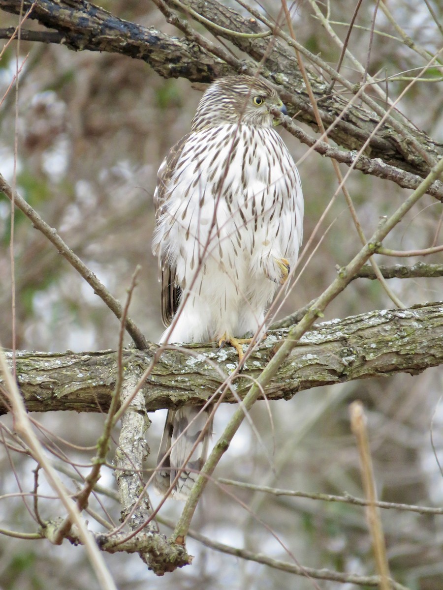 Cooper's Hawk - ML610225370