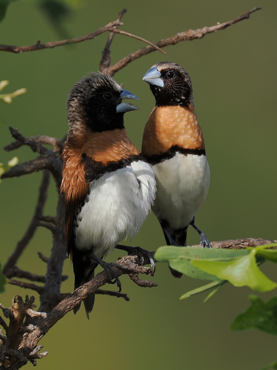 Chestnut-breasted Munia - ML610225396