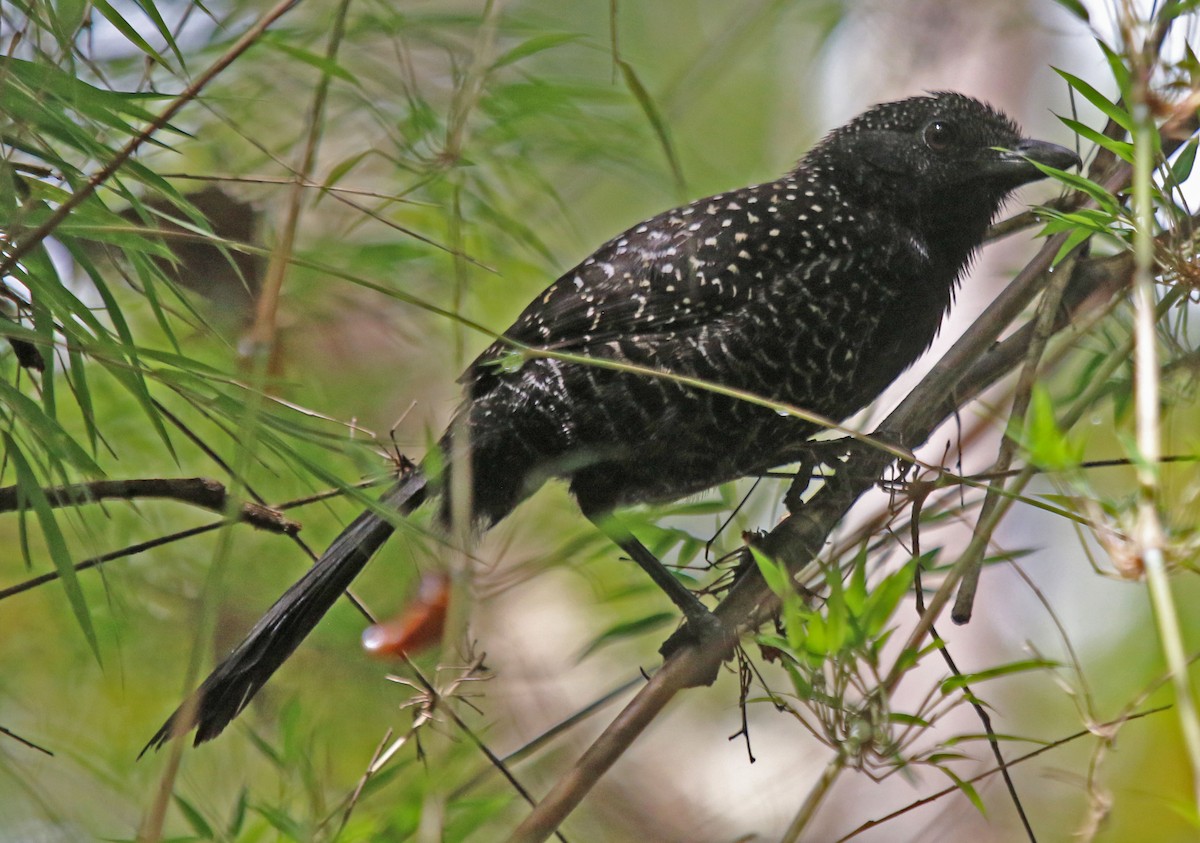 Large-tailed Antshrike - ML610225426