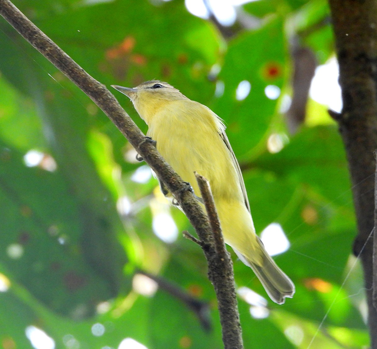 Philadelphia Vireo - ML610225468