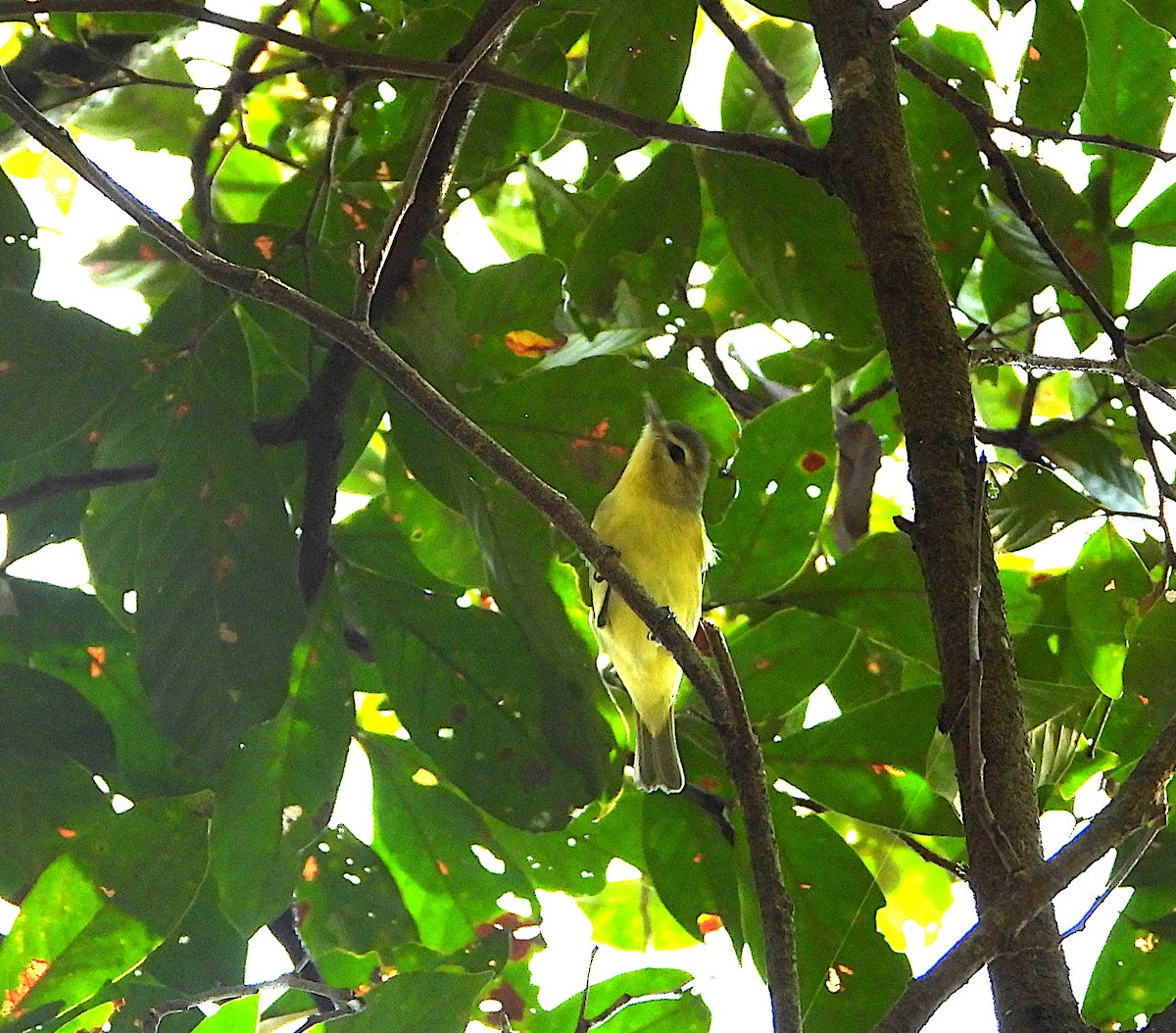 Philadelphia Vireo - ML610225469