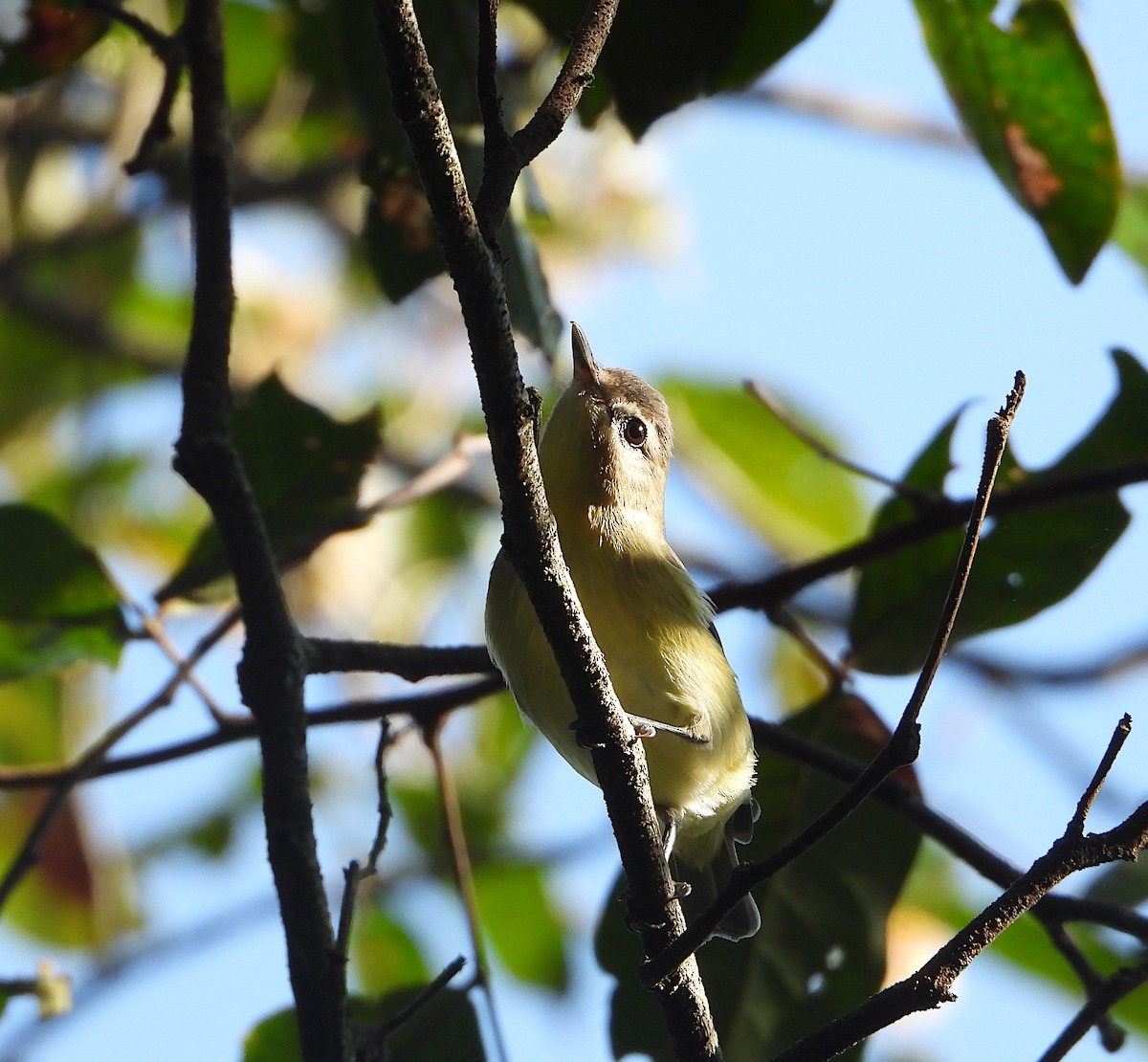 Philadelphia Vireo - ML610225471