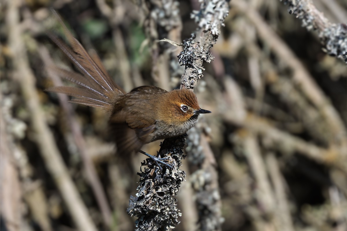 Black-throated Thistletail - ML610225476