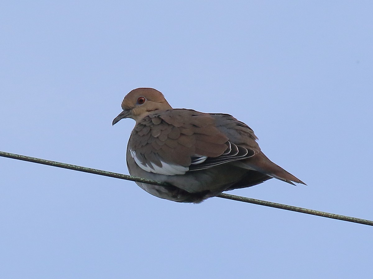White-winged Dove - ML610225488