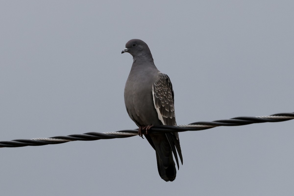 Spot-winged Pigeon - Juan martinez