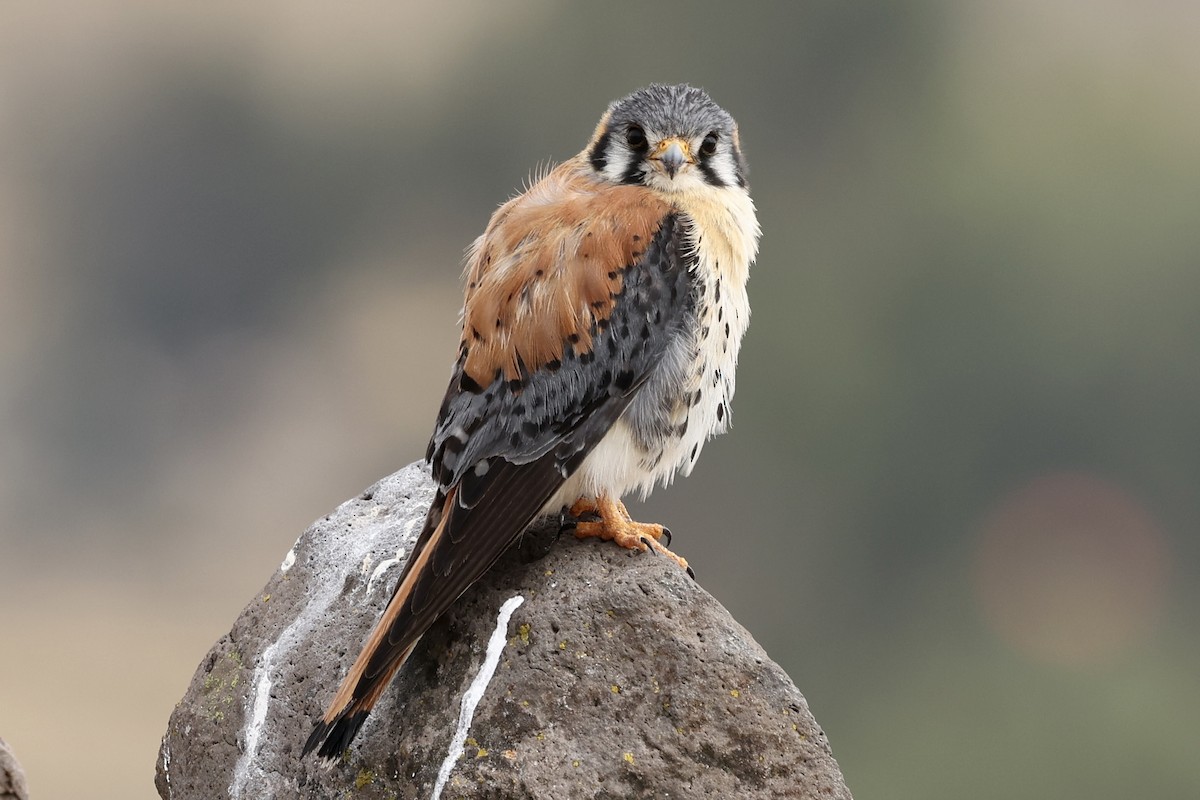 American Kestrel (South American) - ML610225517