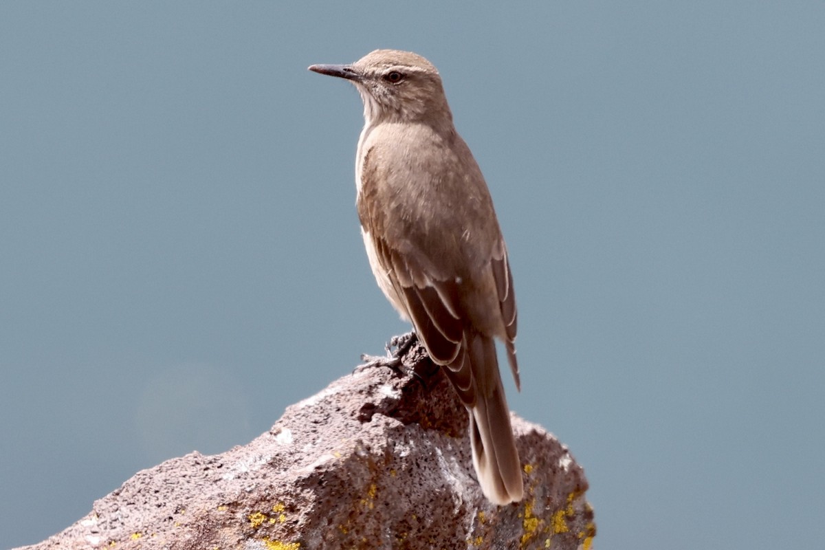 Black-billed Shrike-Tyrant - Juan martinez