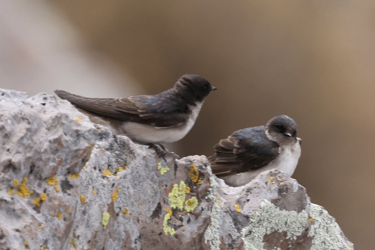 Andean Swallow - Juan martinez