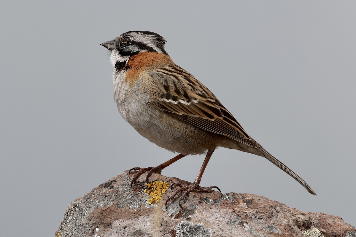 Rufous-collared Sparrow - Juan martinez