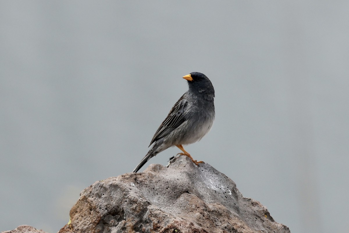 Mourning Sierra Finch - ML610225556