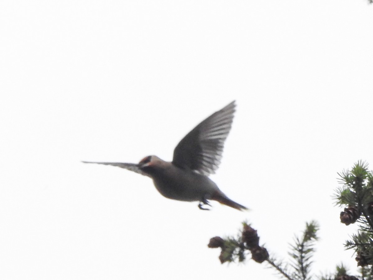 Bohemian Waxwing - ML610225583
