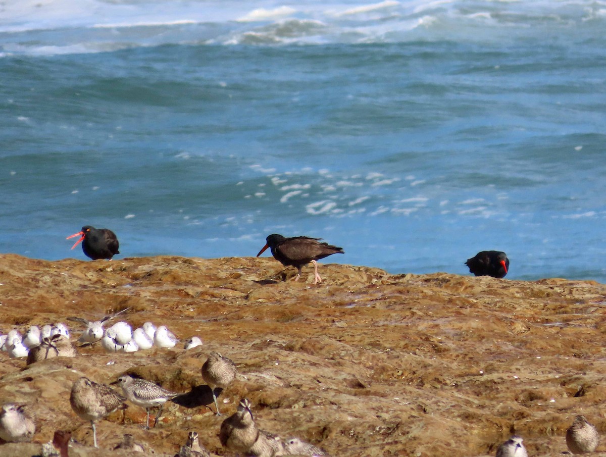 Black Oystercatcher - ML610225589