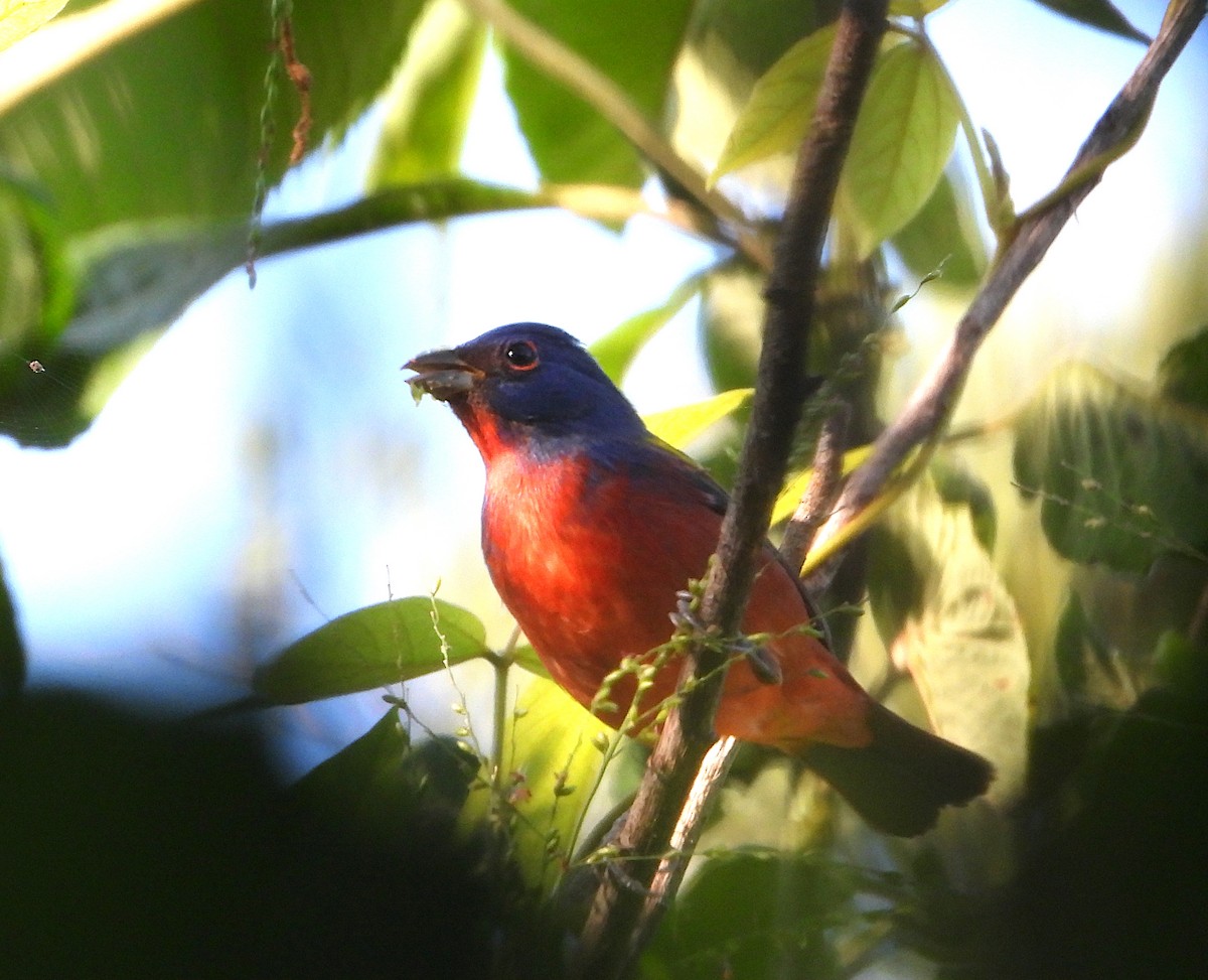 Painted Bunting - ML610225597