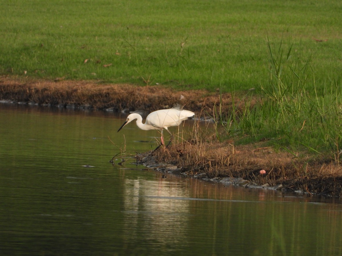 Little Egret - ML610225616