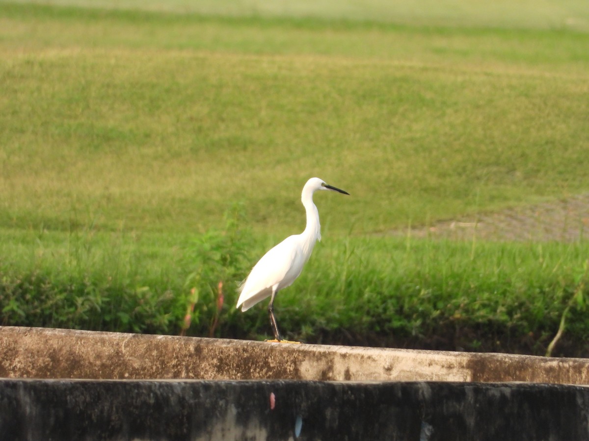 Little Egret - ML610225617