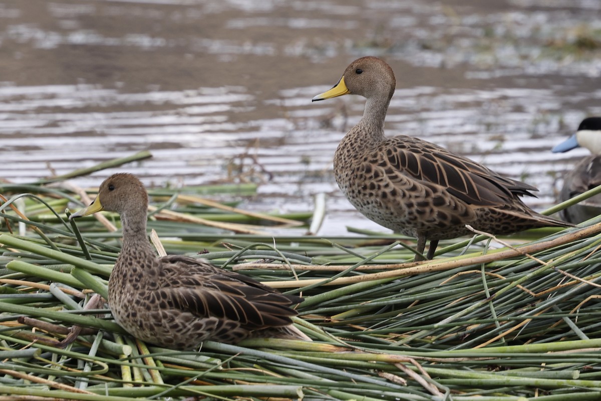 Yellow-billed Pintail - Juan martinez