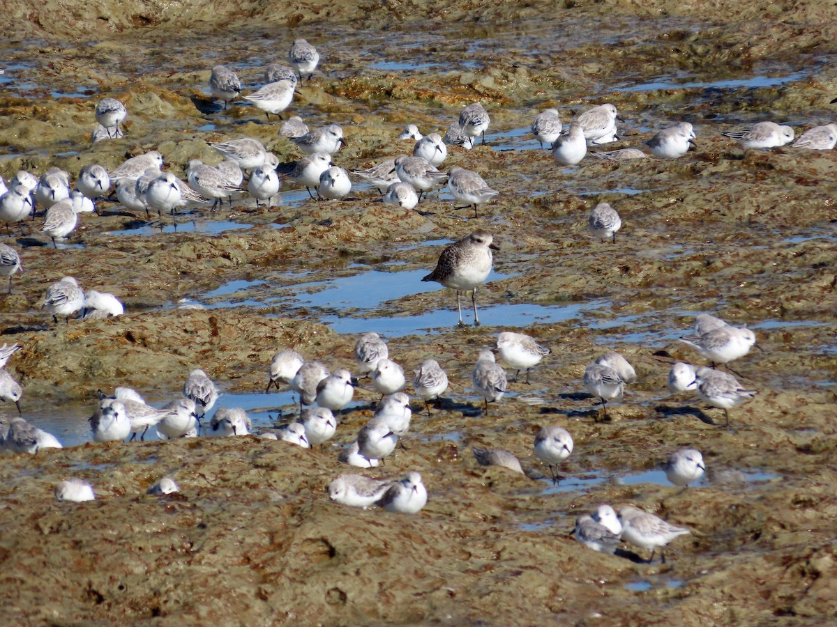 Bécasseau sanderling - ML610225635