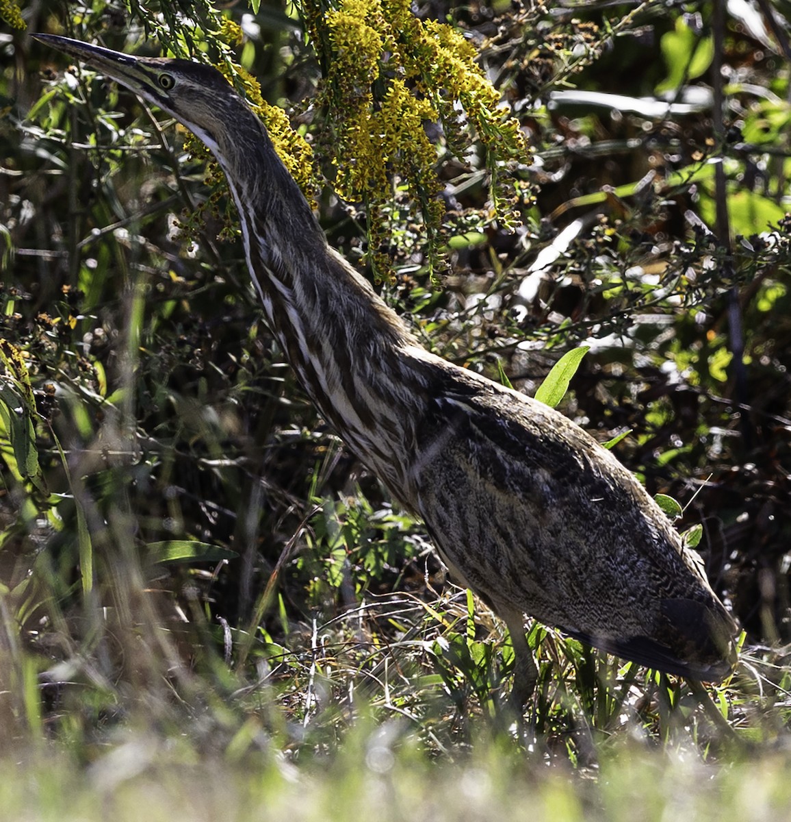 American Bittern - ML610225646