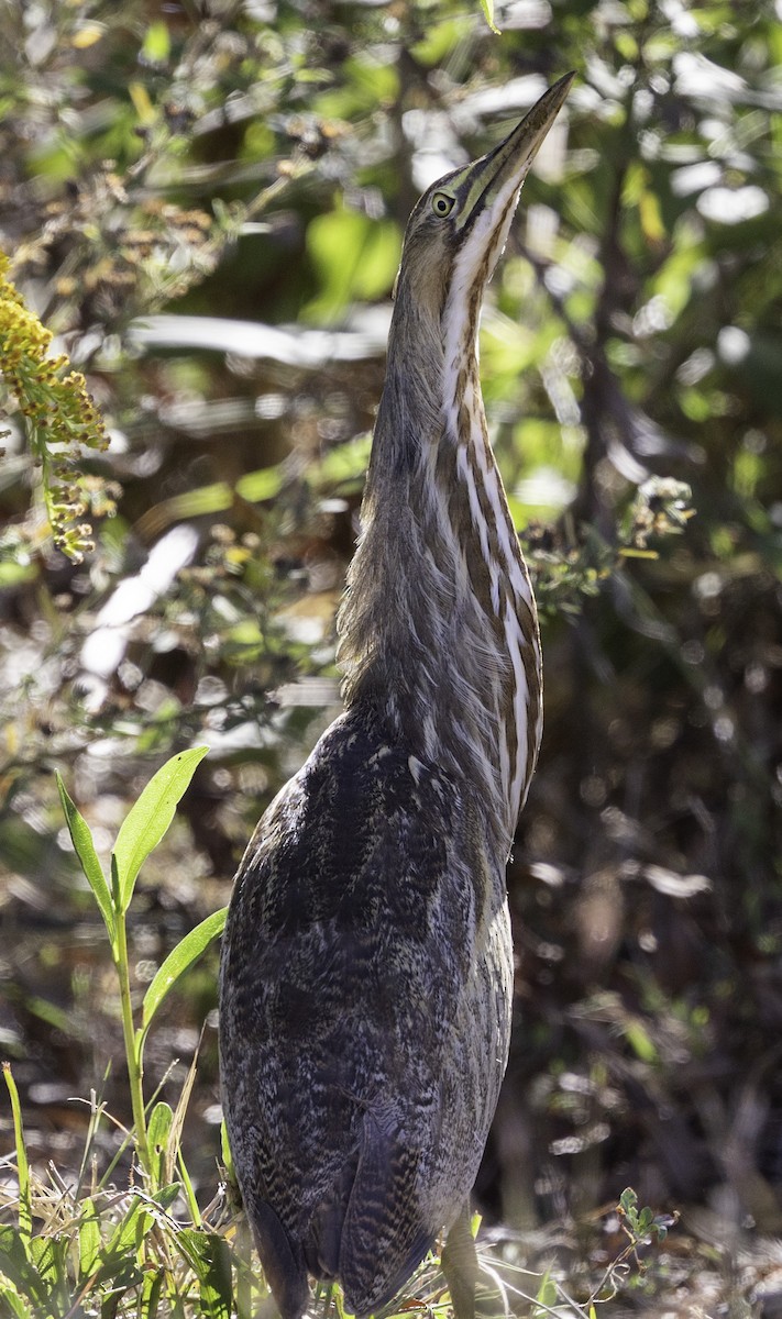 American Bittern - David Muth