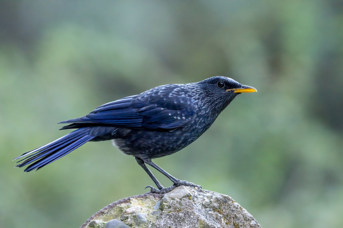 Blue Whistling-Thrush - ML610225689