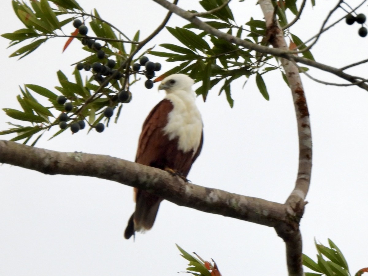 Brahminy Kite - ML610225690