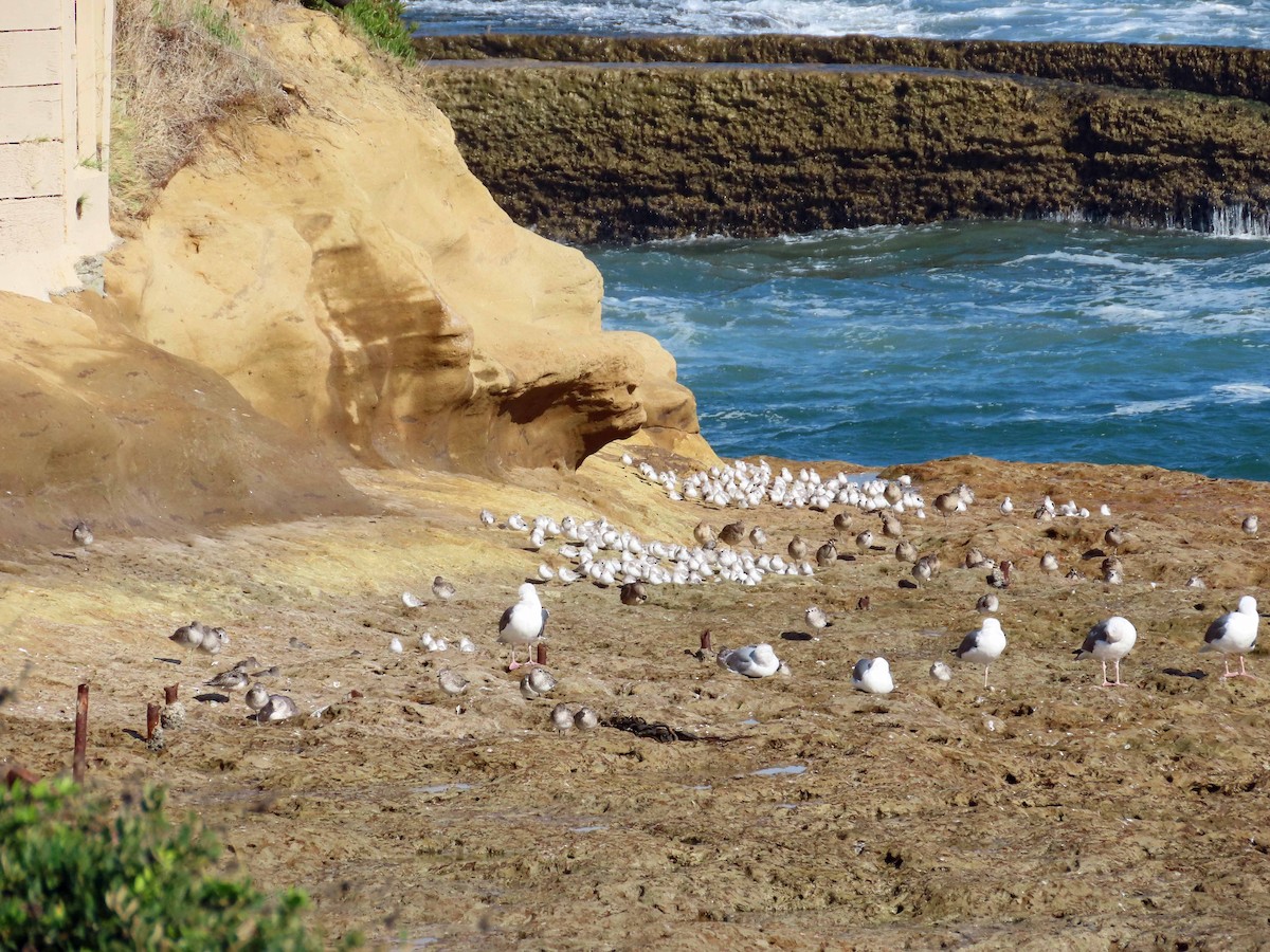 Bécasseau sanderling - ML610225696