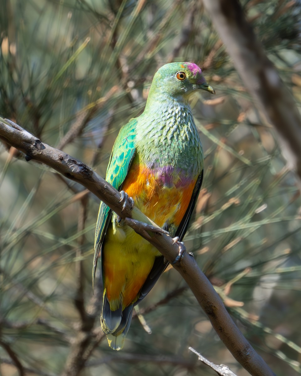 Rose-crowned Fruit-Dove - ML610225727