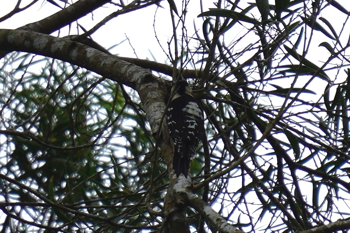Gray-capped Pygmy Woodpecker - ML610225779