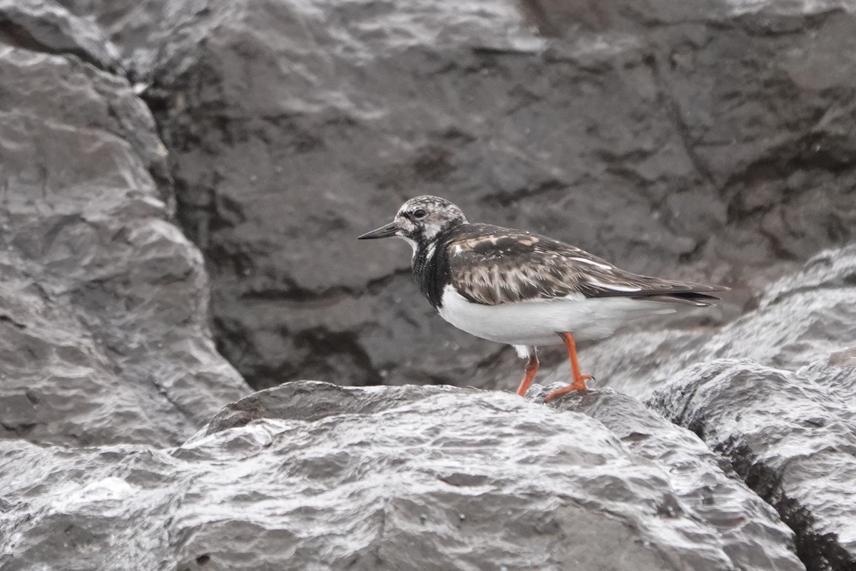 Ruddy Turnstone - Colleen & John Wolsky