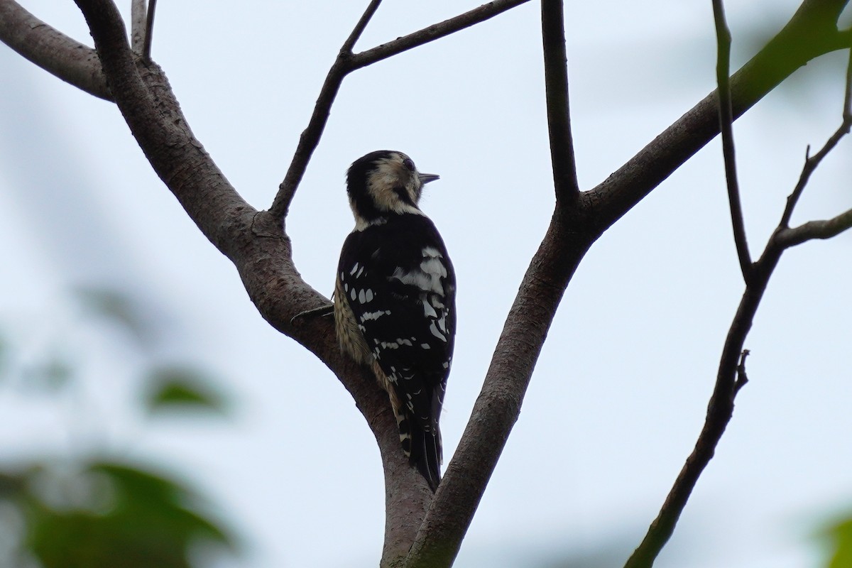 Gray-capped Pygmy Woodpecker - ML610225783