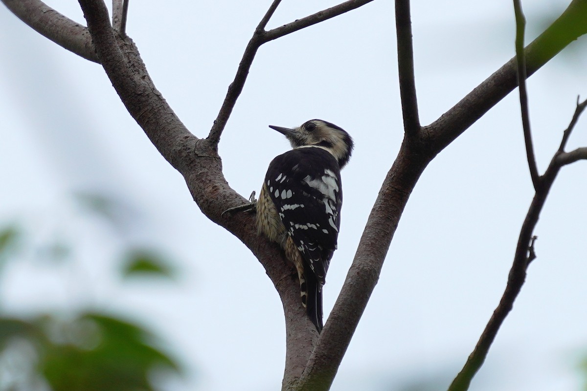 Gray-capped Pygmy Woodpecker - ML610225784