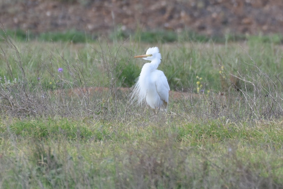 Plumed Egret - ML610225794