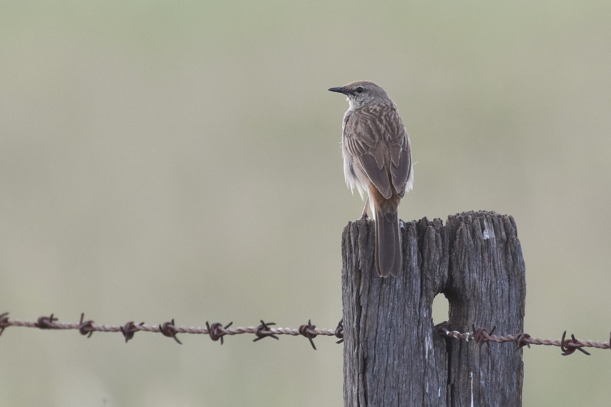 Rufous Songlark - Shinead Ashe