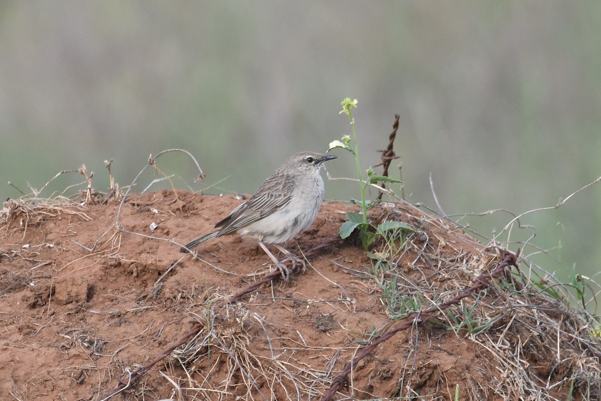 Rufous Songlark - Shinead Ashe