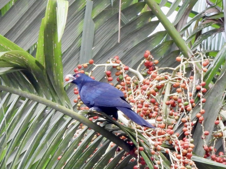Pacific Koel (Australian) - ML610225816