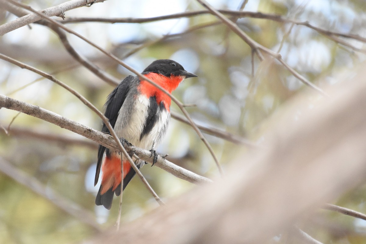 Picaflores Golondrina - ML610225921